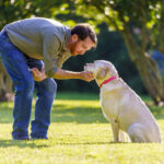 Seis tipos de perros de servicio más comunes, los aliados para personas con discapacidad